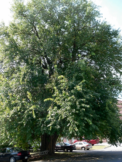 {Maclura pomifera}